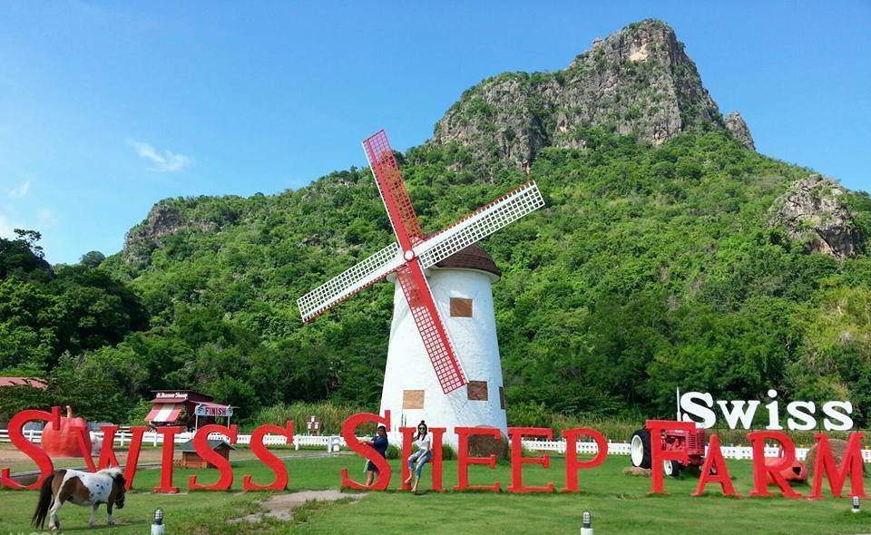 Swiss Sheep Farm สวิส ชีพ ฟาร์ม ชะอำ เพชรบุรี